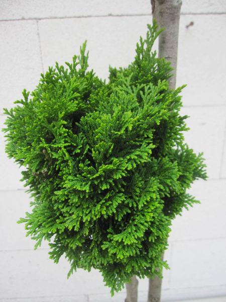 Chamaecyparis obtusa Nana Gracilis 2